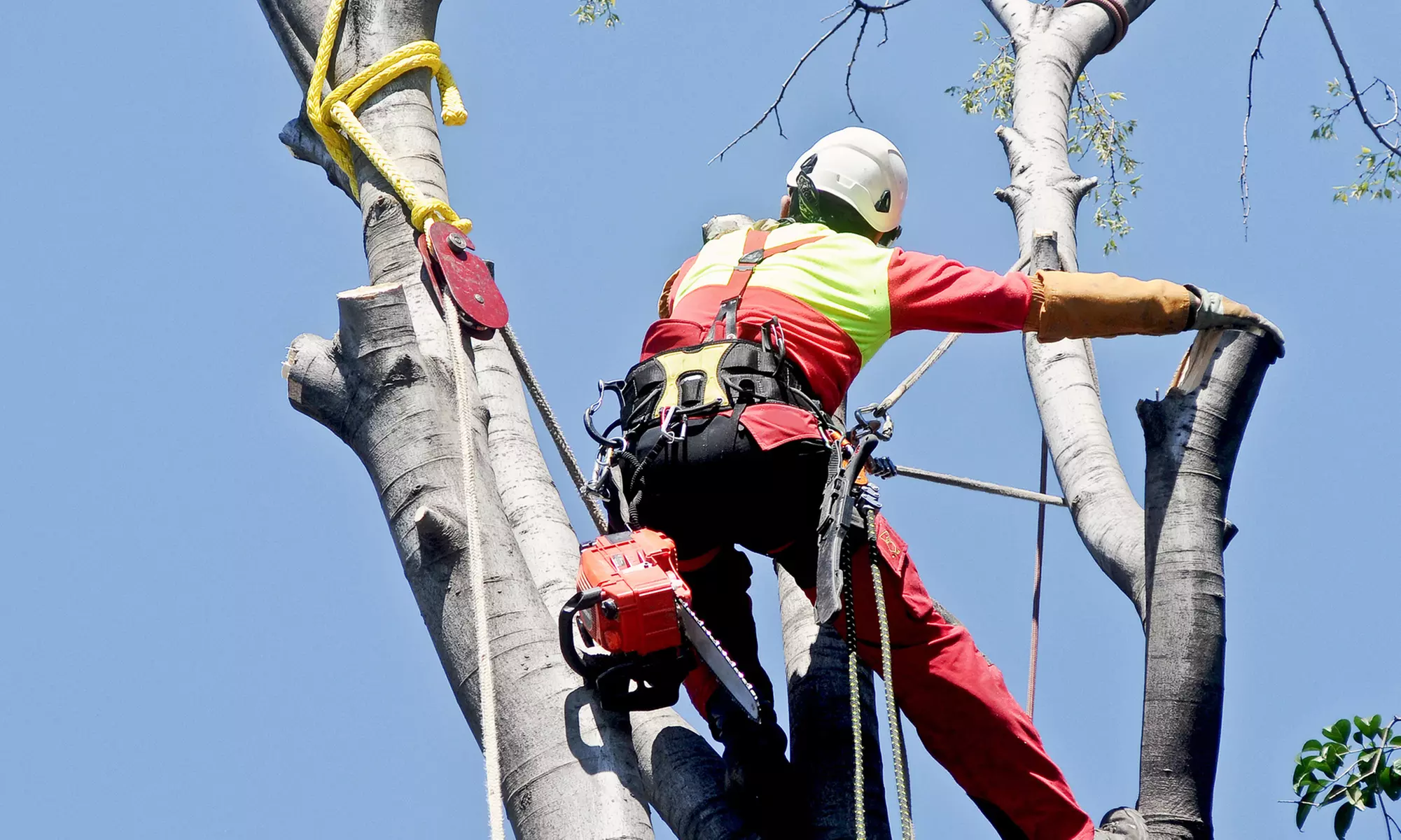 Up to 10% Off on Tree Trimming at Key Lawns - Primary Image