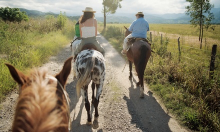 One horse riding lesson - beginner/advanced