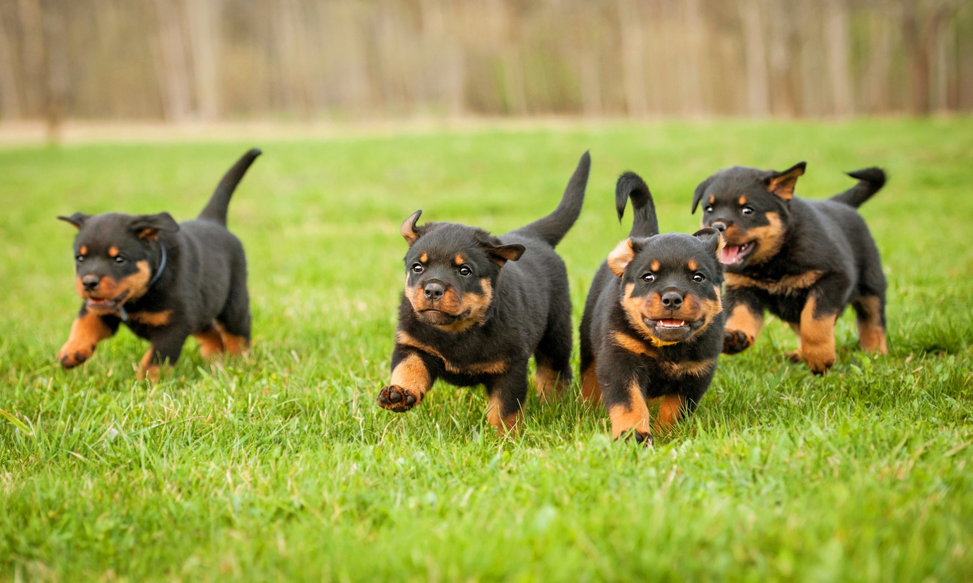 Three Days Boarding For Dogs, Cats, and Reptiles in a Cozy Environment