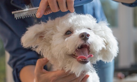 Small Dog or Cat: Basic Grooming Session