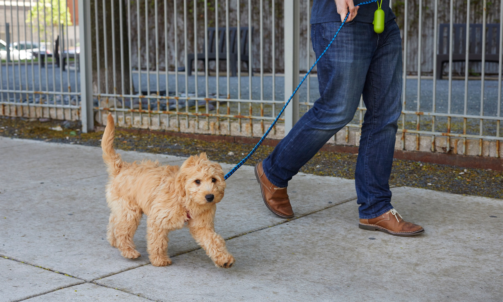30,45, or 60-Minute Dog Walk For One or Two Dogs on Scenic Walks