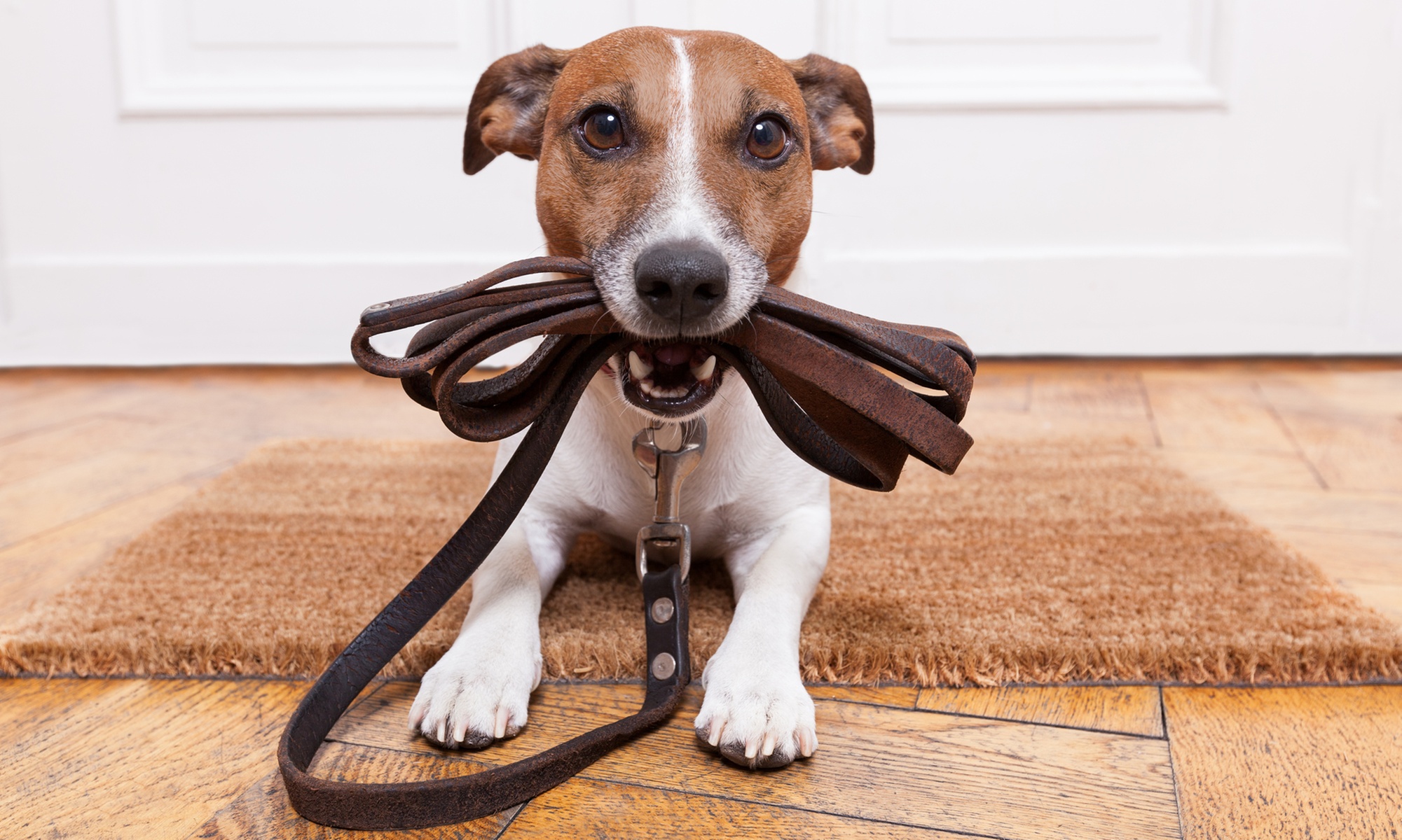 e-Cursos de cuidado de animales