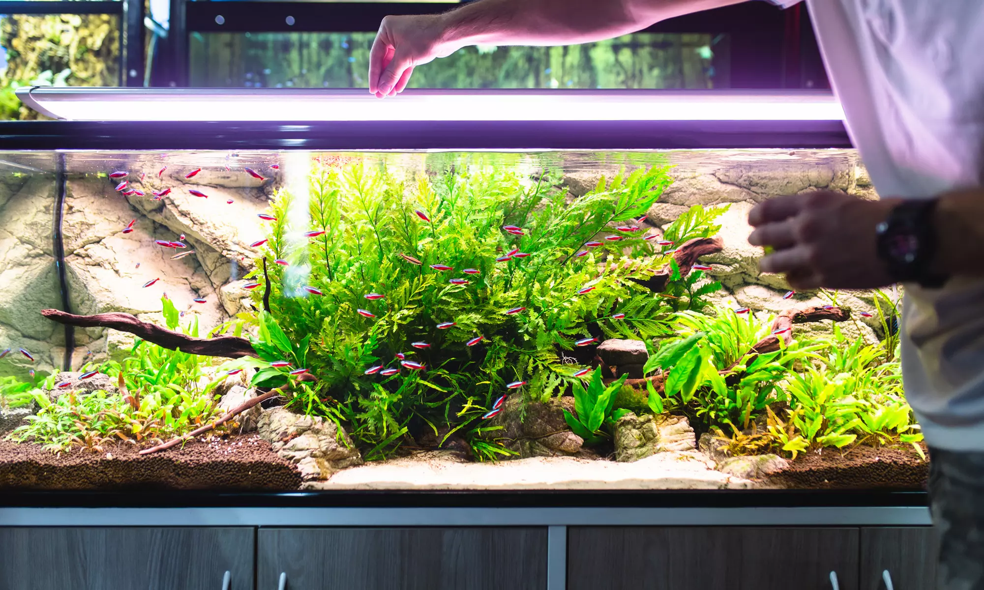 Up to 35% Off on Fish Tank Cleaning at J&Y Aquarium LLC - Primary Image