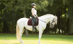 Learn Horse Riding Skills With Online Course Offering Both Recreational And Training Experiences (Up to 35% Off)