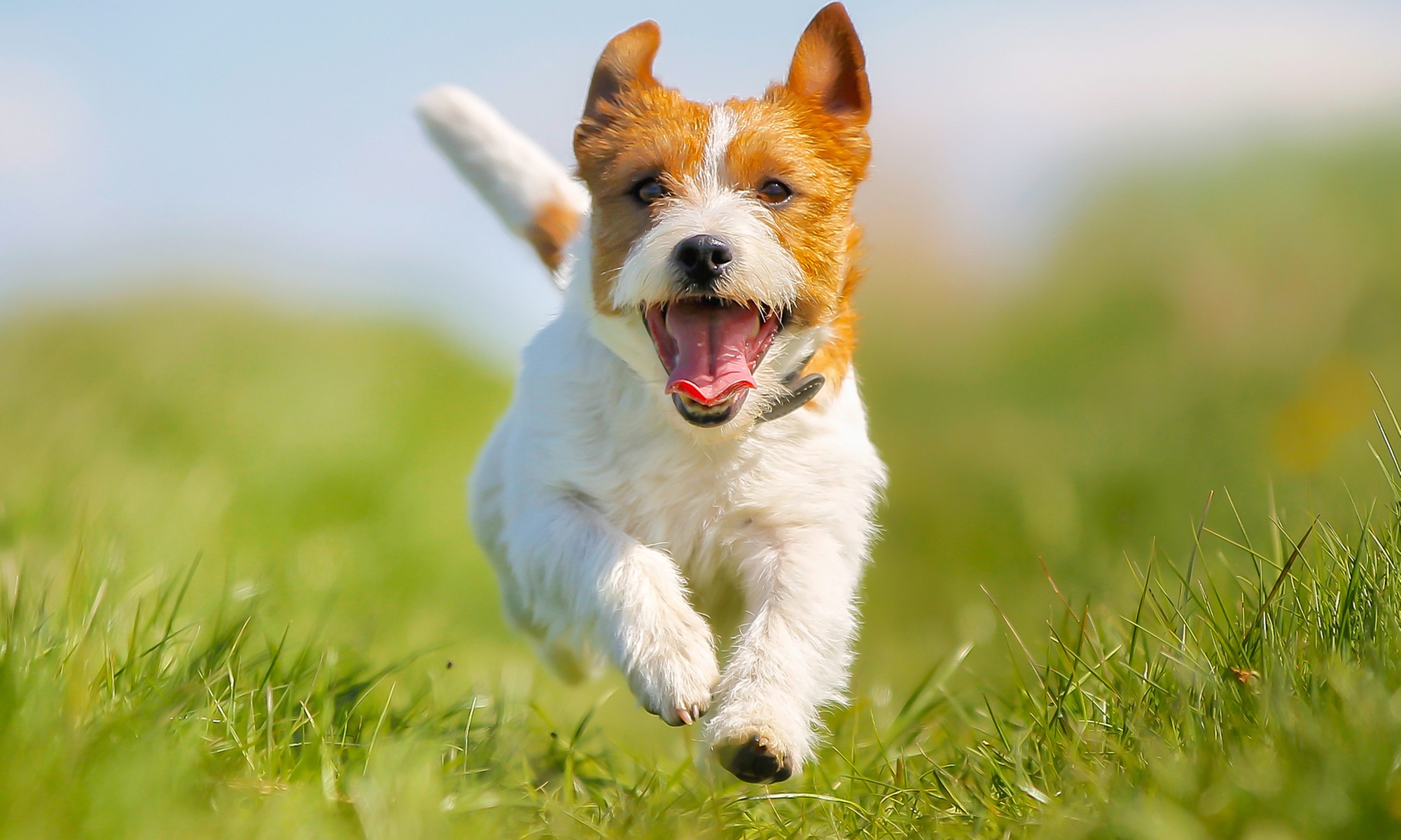 Improve Your Pet’s Health With a K-9 Massage