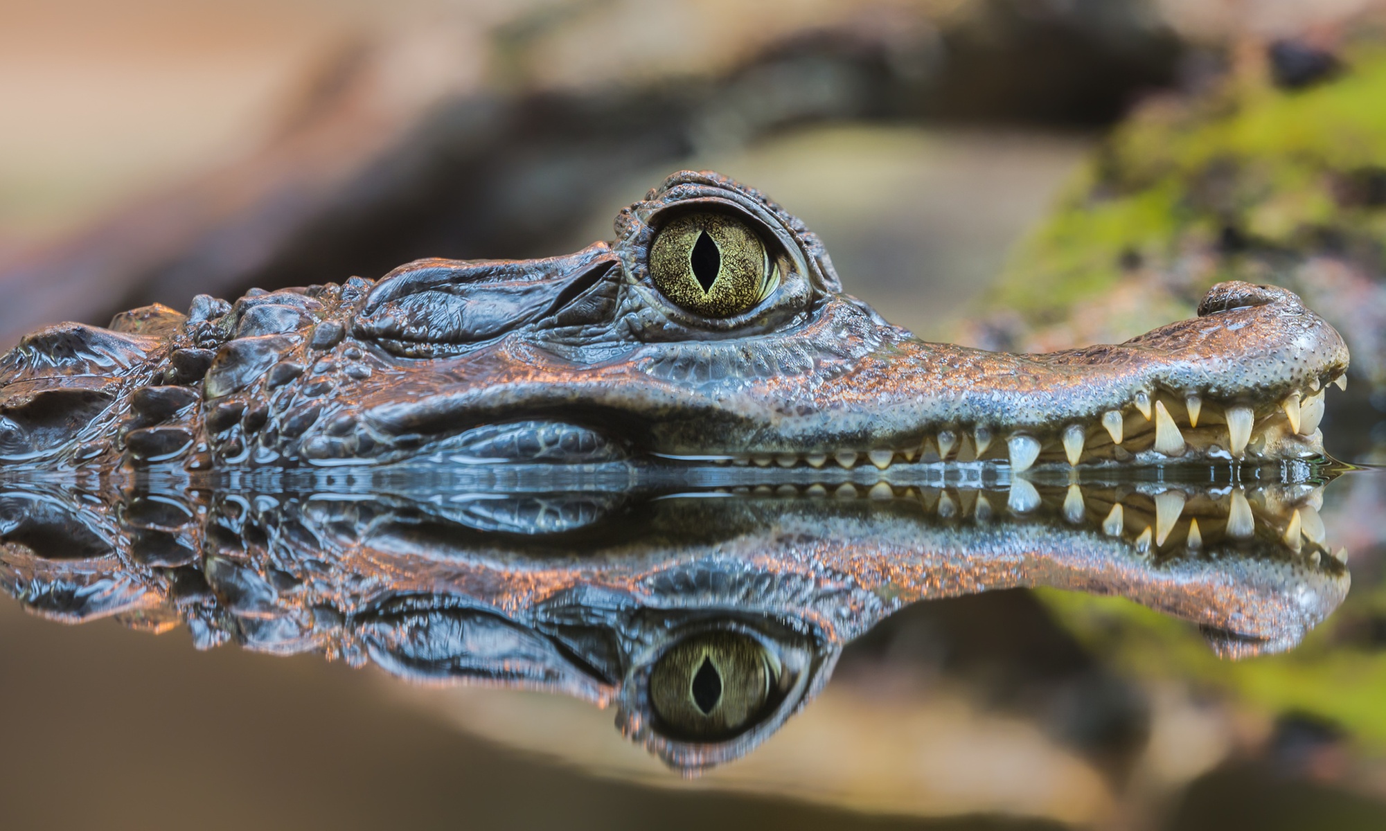 Tageskarte Reptilium Landau