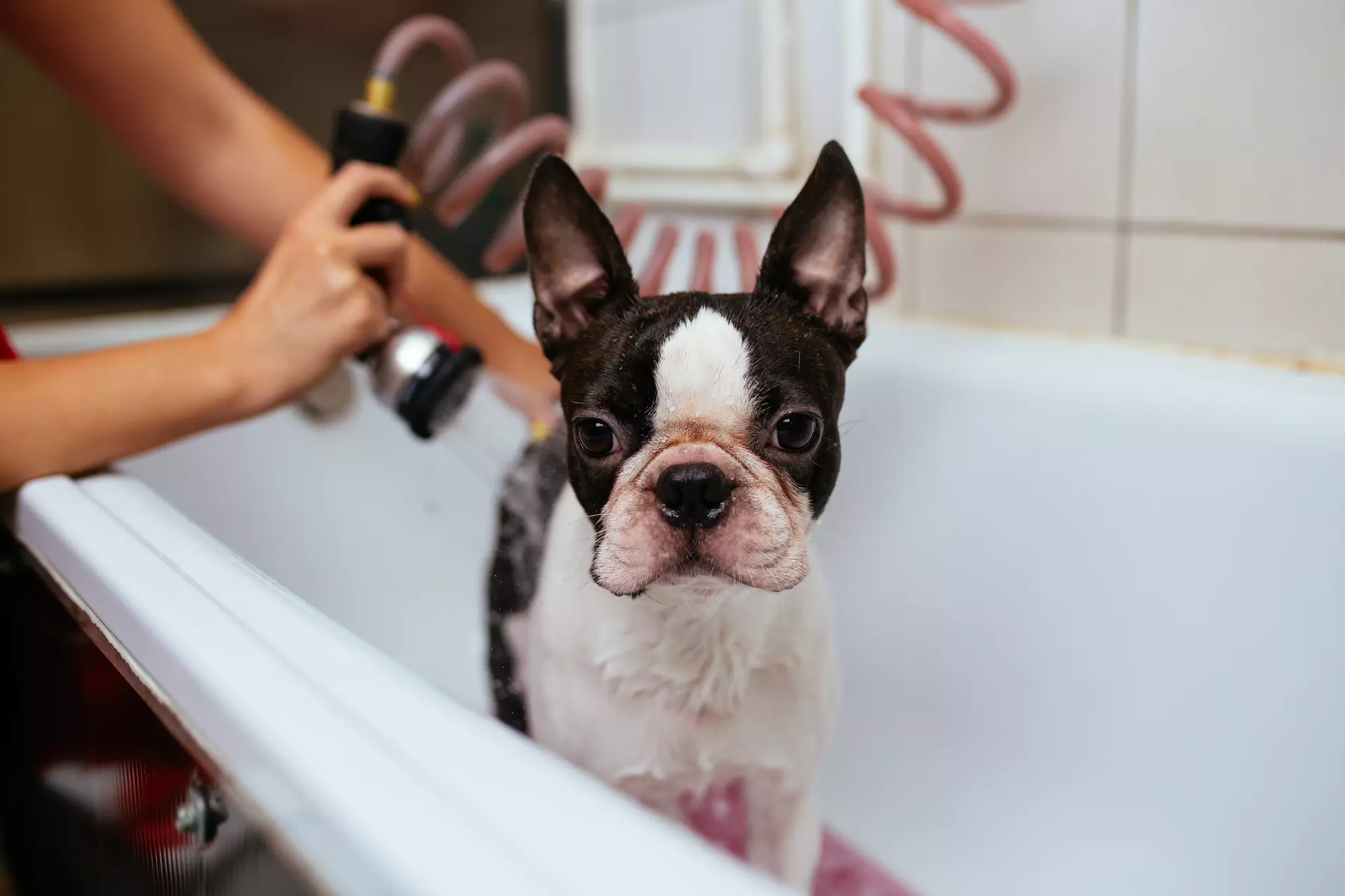 Up to 31% Off on Pet Grooming at Pet Pantry and Dog Wash