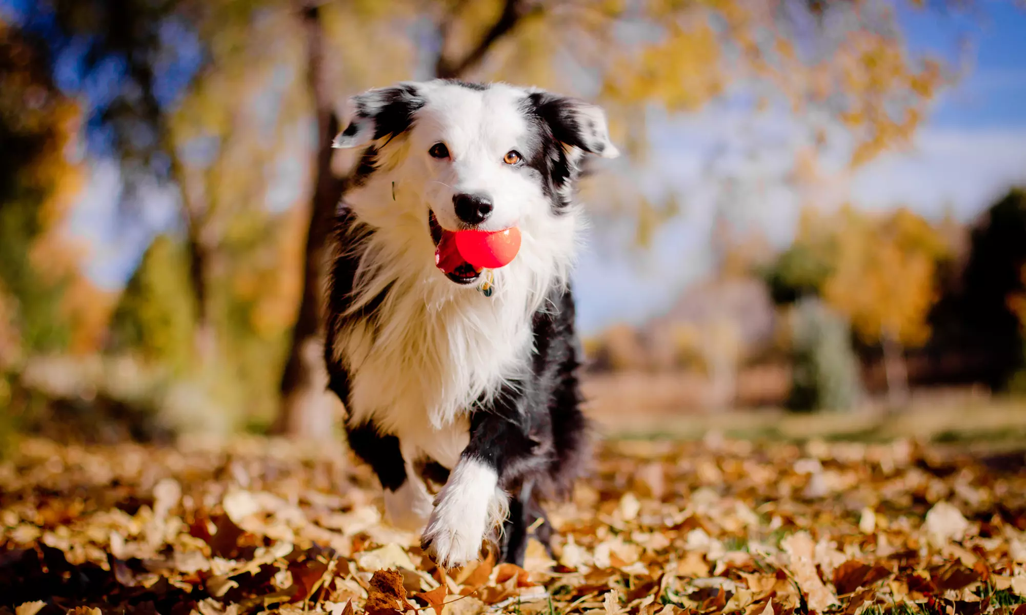One or Two Private Custom Training Sessions from Dog Training By Melissa Ritter (Up to 53% Off) - Primary Image