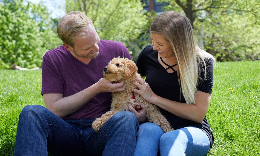 Image 1: Animal Physical Therapy from International Open Academy