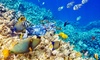 Three-Hour Midday Snorkel Cruise Experience from Ocean Encounters - (Up to 20% Off)