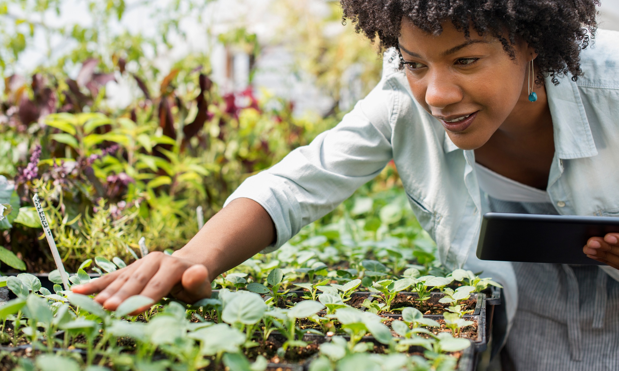 Bring Home Greenery with 20% Off on Plant Orders Over $30 or More