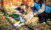Up to 63% Off on Online Pet Grooming Course at Training Express