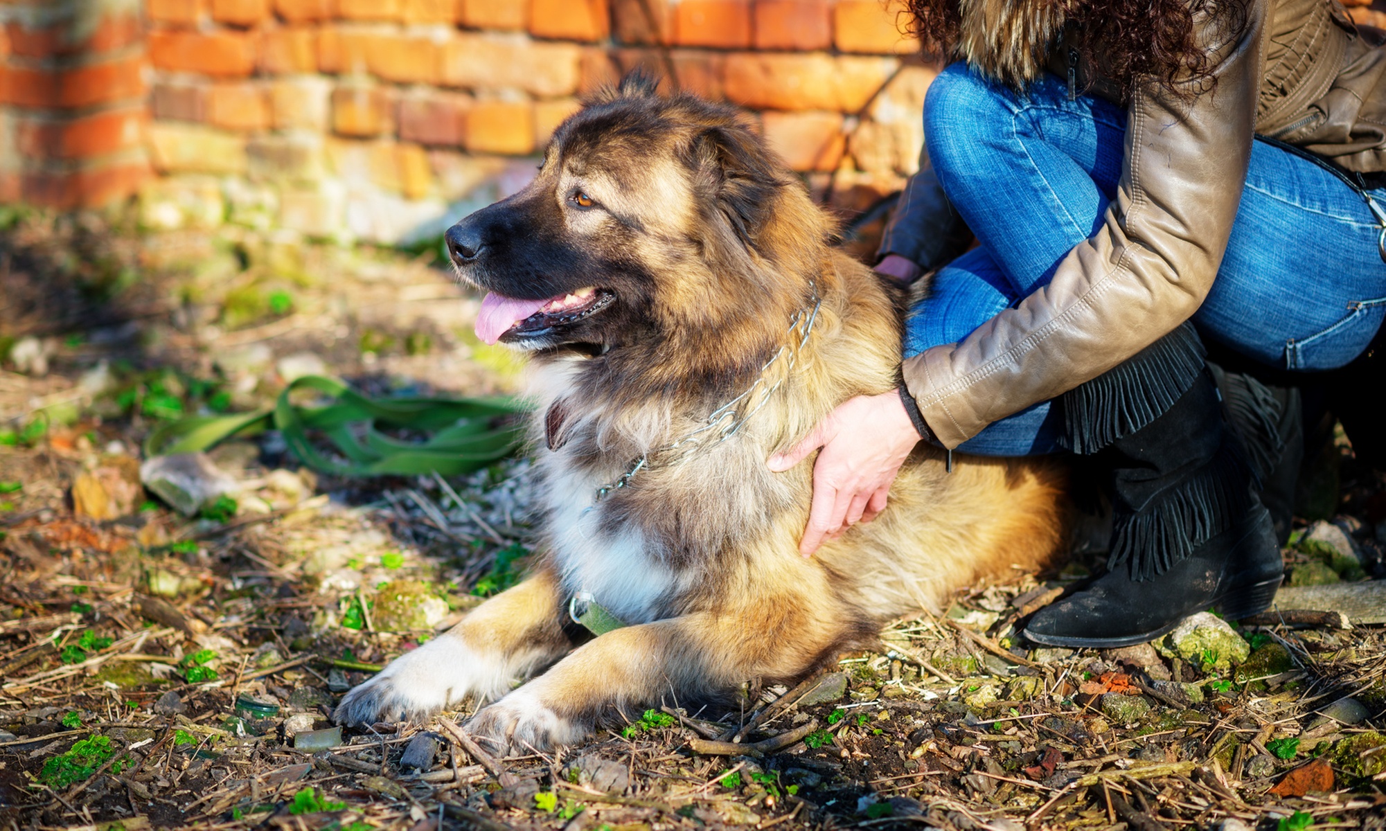 Up to 63% Off on Online Pet Grooming Course at Training Express