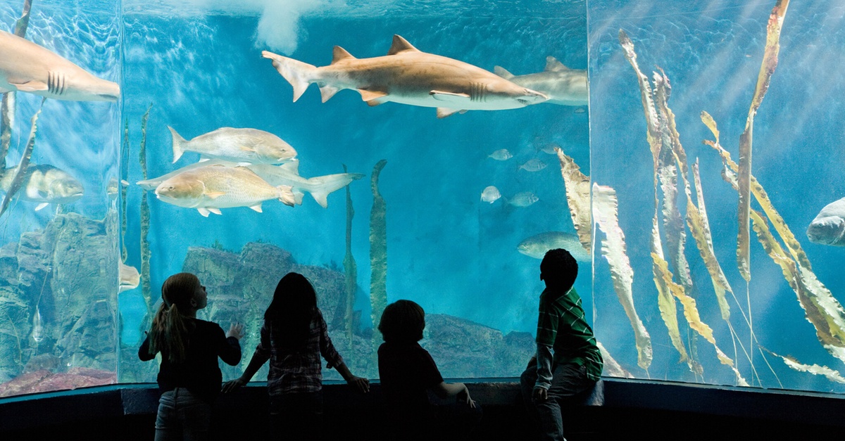 Nature & Ocean Wonders: Dubai Miracle Garden + Dubai Aquarium Combo Nature & Ocean Wonders: Dubai Miracle Garden + Dubai Aquarium Combo