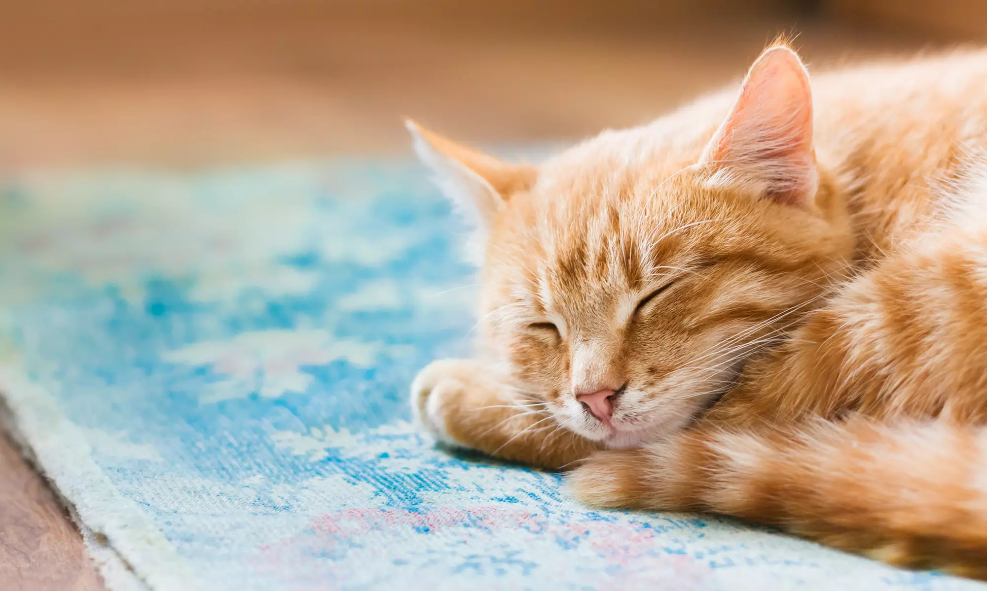 Cuida de tu peludito: esterilización felina para gato macho o hembra