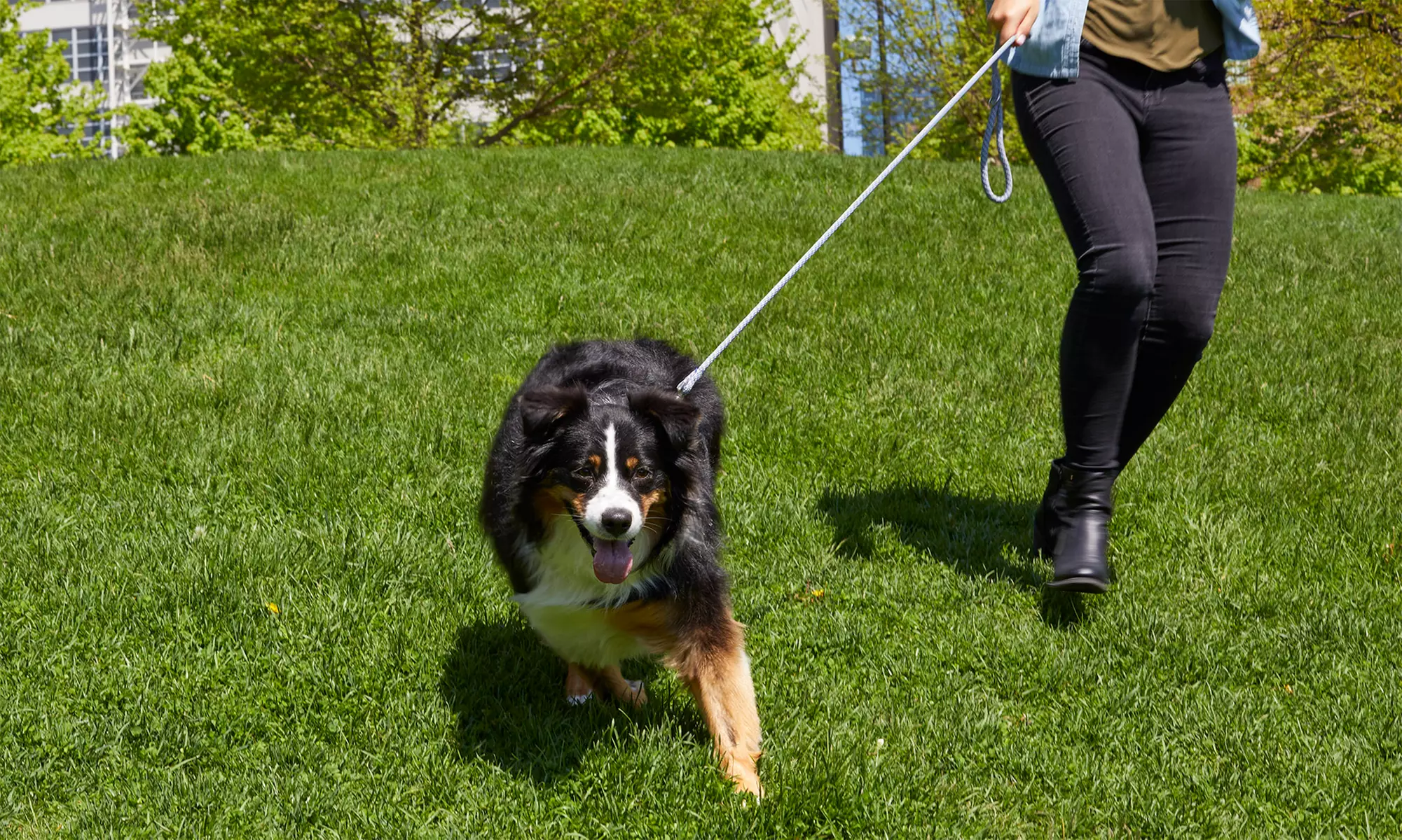 Dog Walking, Lawn Freshening & Cleanup—All in One Package 