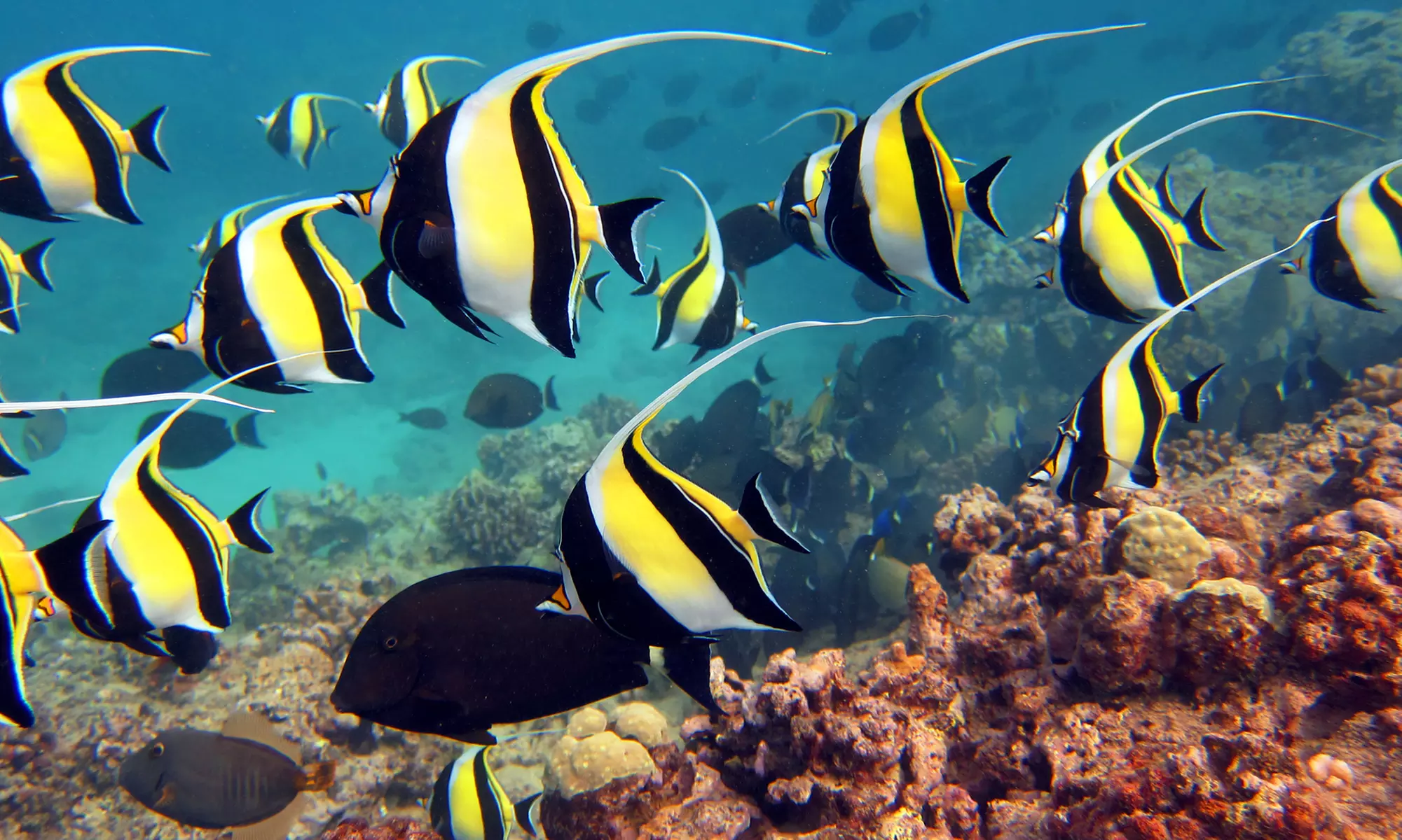 Private Oahu Coastal Scenic Tour + Hidden Gems for 1, 2, or 4 Guests