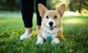Up to 54% Off on Vet at Pets and Hearts Animal Clinic