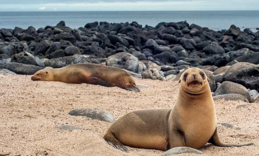 Image 2: ✈ 7-Night Tour of Ecuador w/ Hotels & Air
