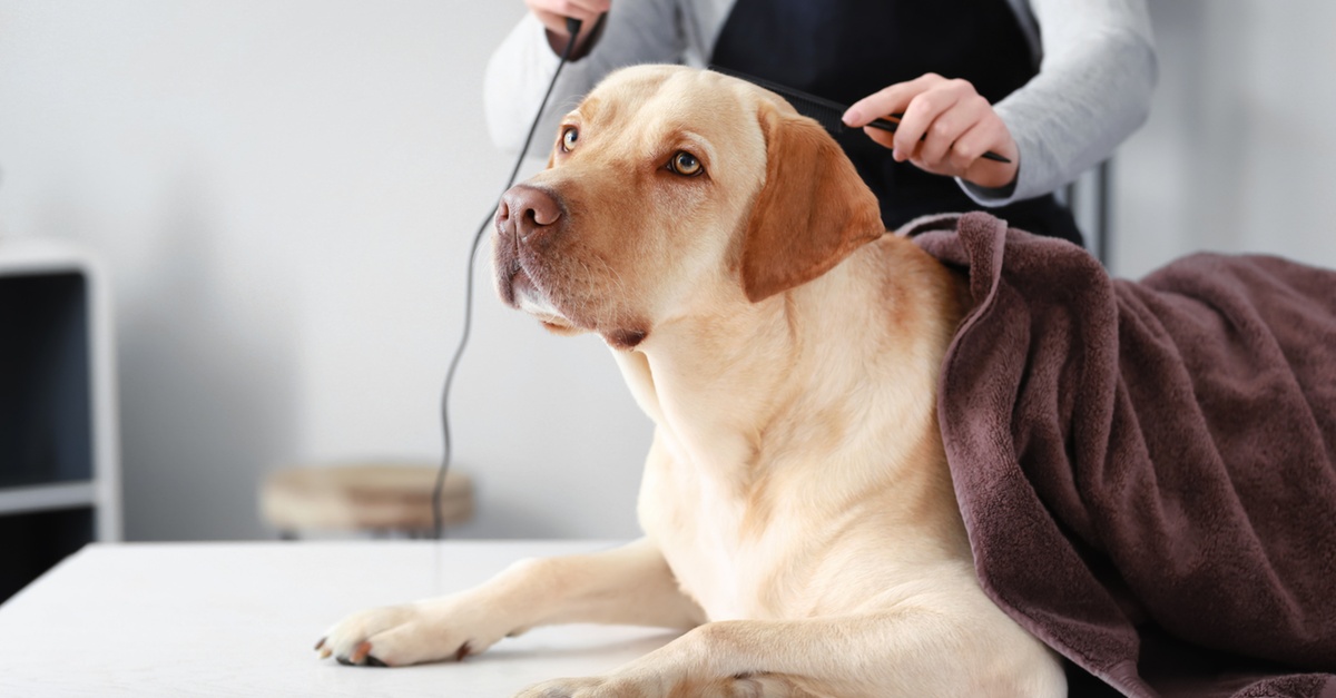 Sesión de peluquería canina con lavado y cepillado en Barcelona