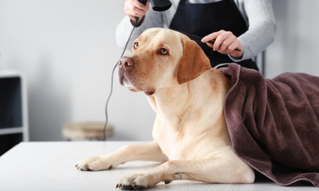 Sesión de peluquería canina con corte para perros pequeños de hasta 6kg