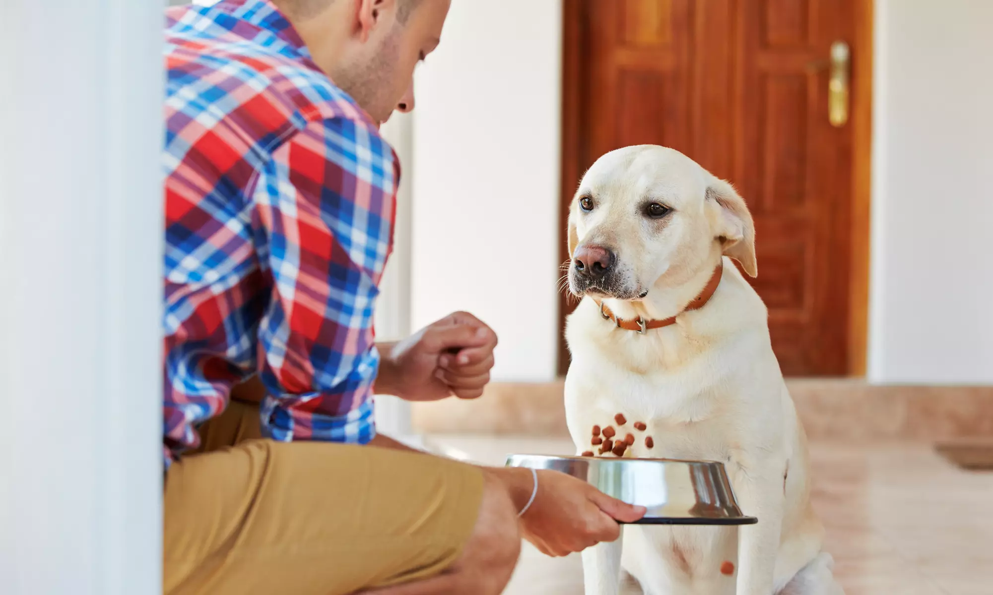 Dog Care and Training Online Course from Alpha Academy (95% Off) - Primary Image