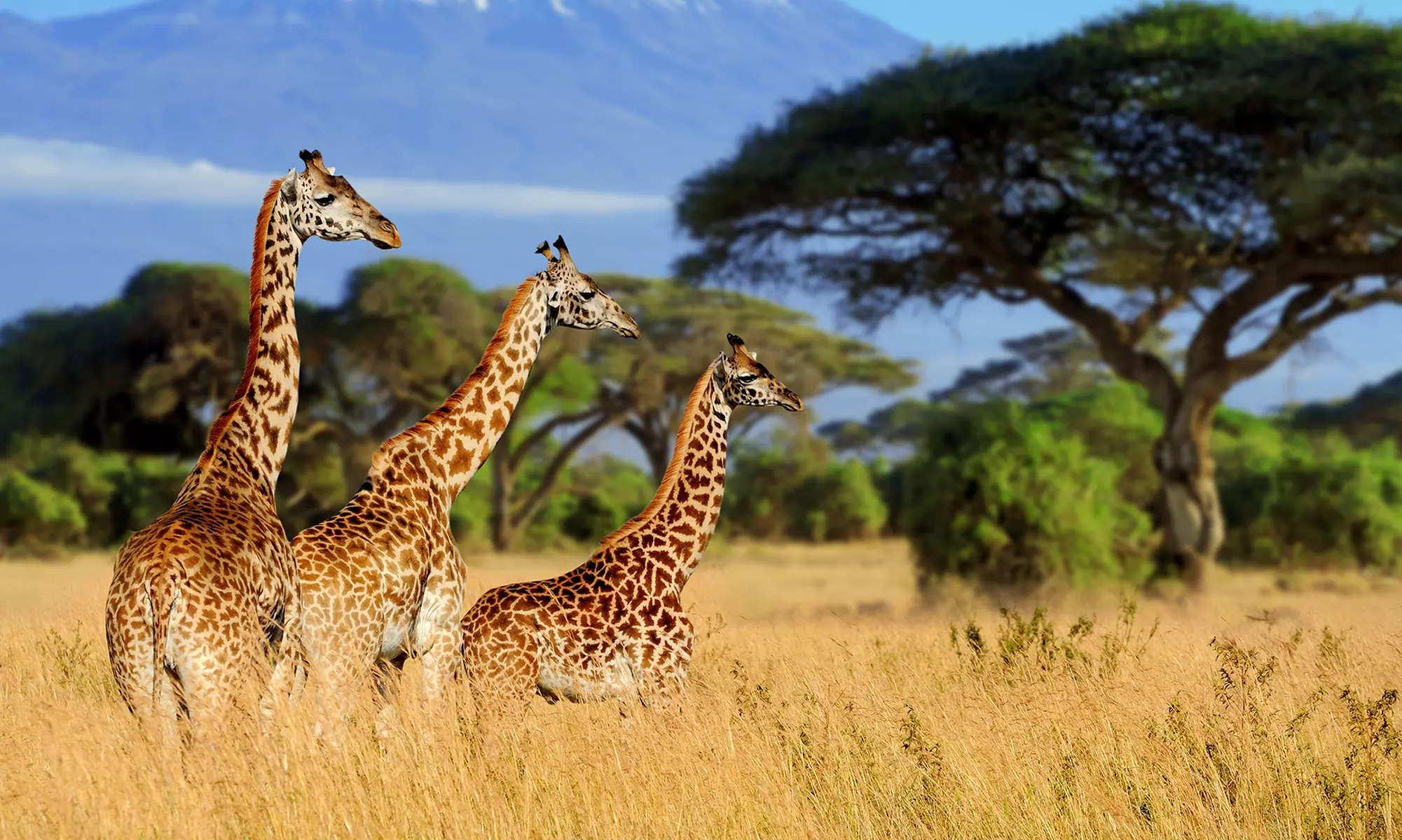 Animal Encounters at Wild Animal Safari (Up tu 24% Off). One General Admission For One - Primary Image