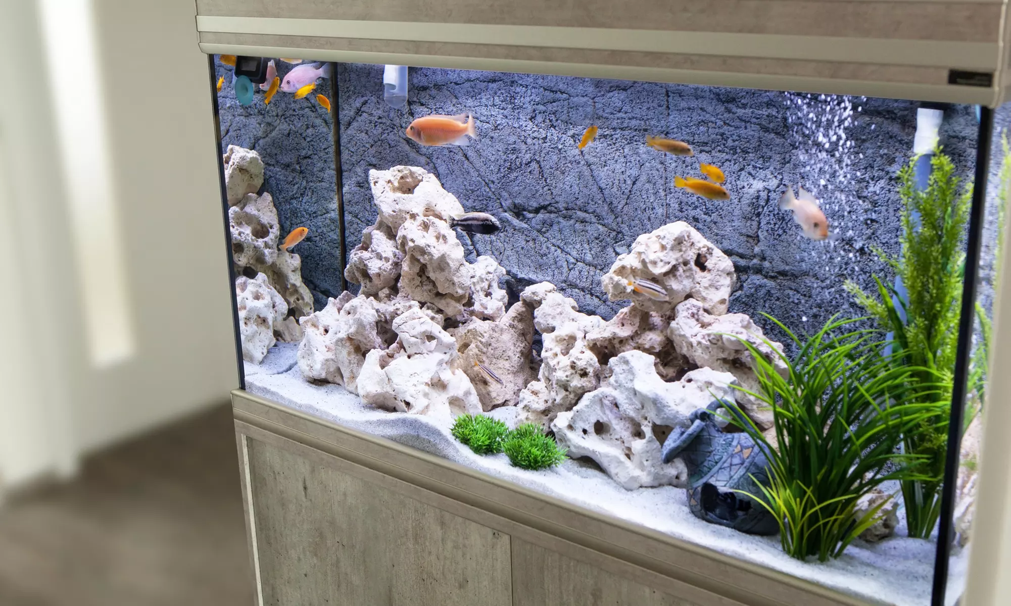 Up to 50% Off on Fish Tank Cleaning at Beyond the Sea Aquariums and Ponds Corp - Primary Image