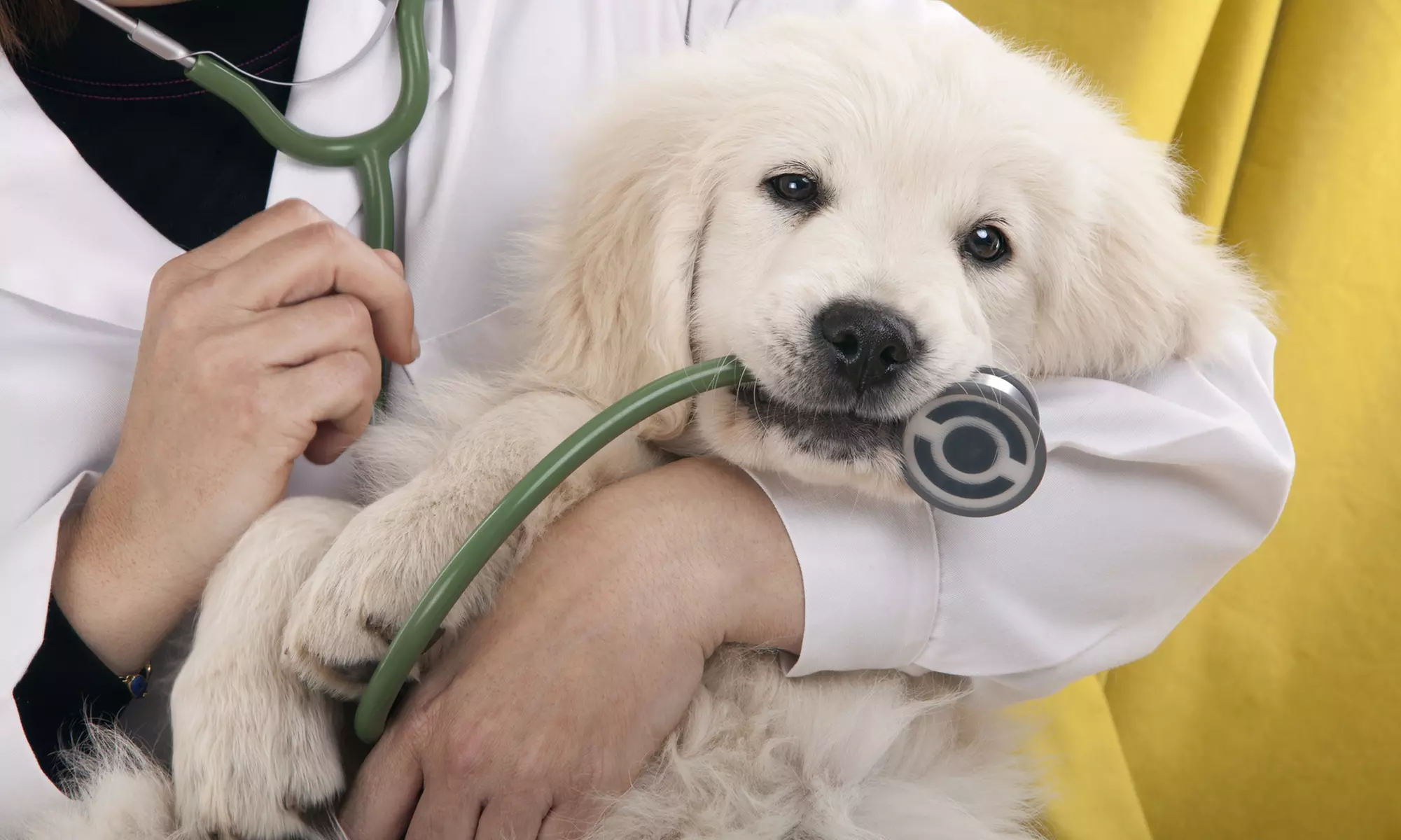 Choice of Veterinary Services for a Dog or Cat at Zoo Veterinary Clinic (Up to 20% Off) - Primary Image