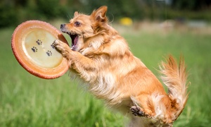 Puppy or Dog Training Course