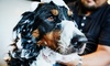 Up to 48% Off on Pet Grooming at Elite Pet Grooming