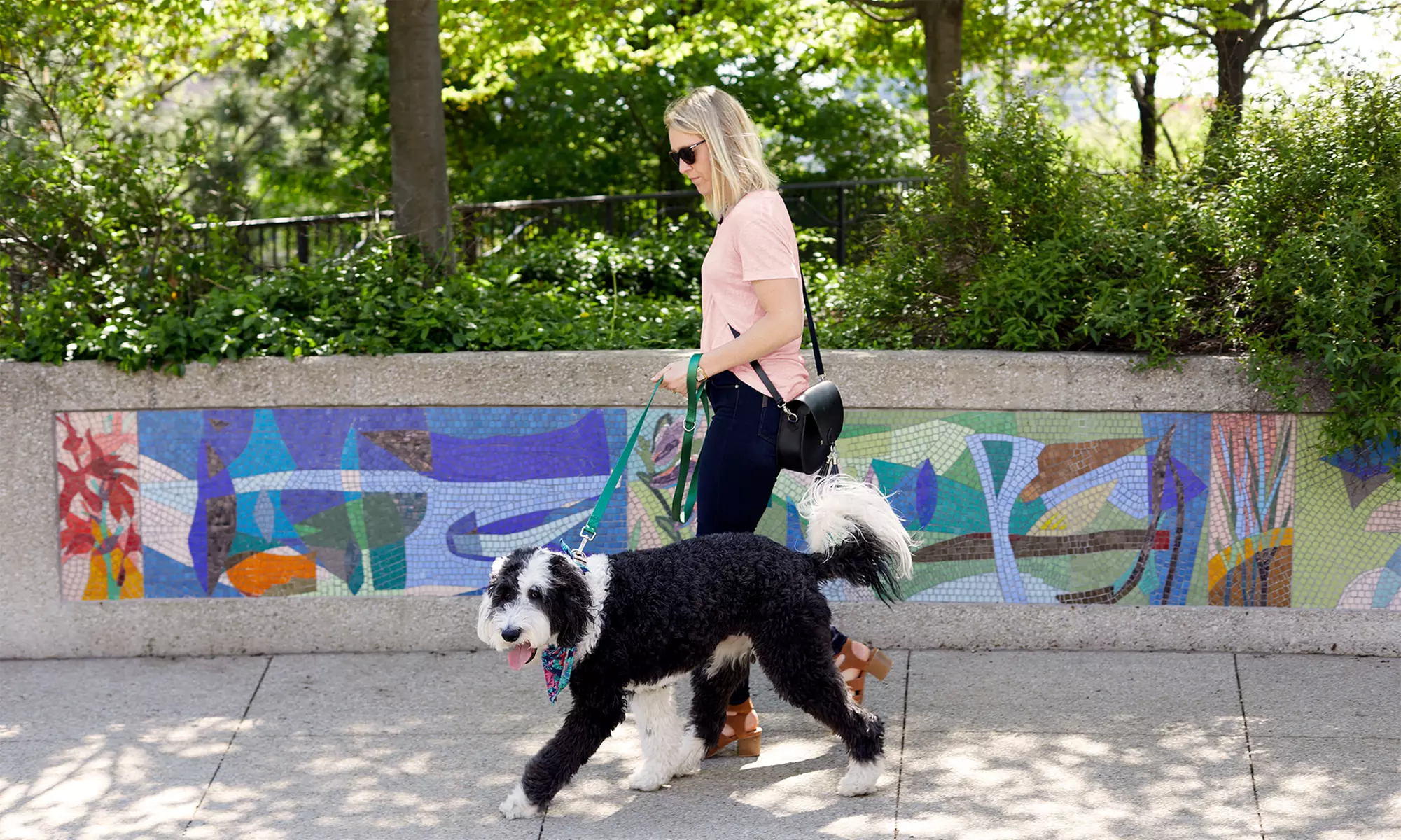 One or Five 30-Minute Walks for Small-Medium or Medium-Large Sized Dogs from Dogtown Dogs (Up to 54% Off) - Primary Image