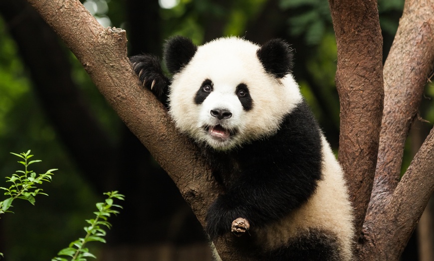 Image 3: ✈ 10 or 12-Day China with Air from Intertrips