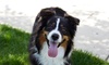 Four or Seven Nights of Boarding for Small, Medium, or Large Dog at Fit & Go Pets (Up to 46% Off)