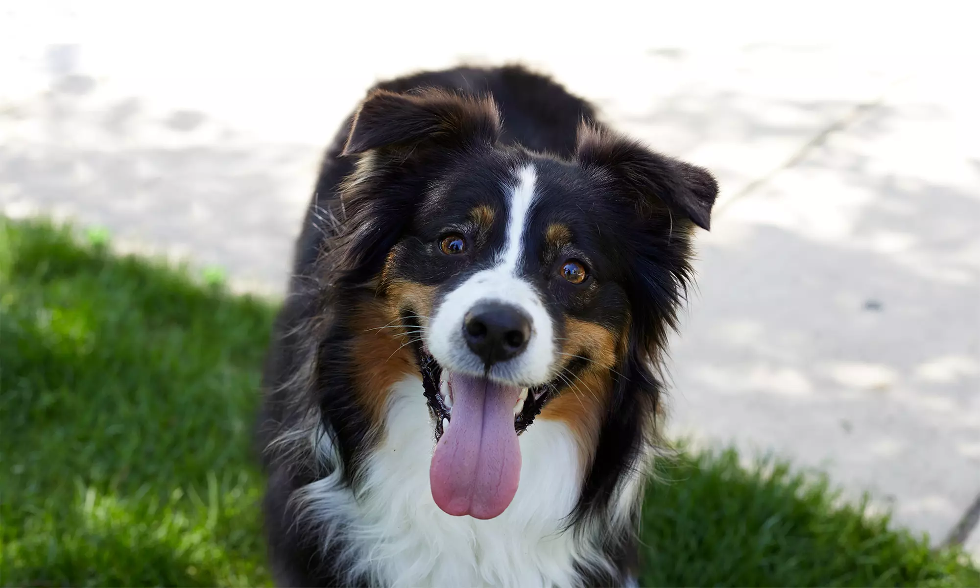 Four or Seven Nights of Boarding for Small, Medium, or Large Dog at Fit & Go Pets (Up to 46% Off) - Primary Image