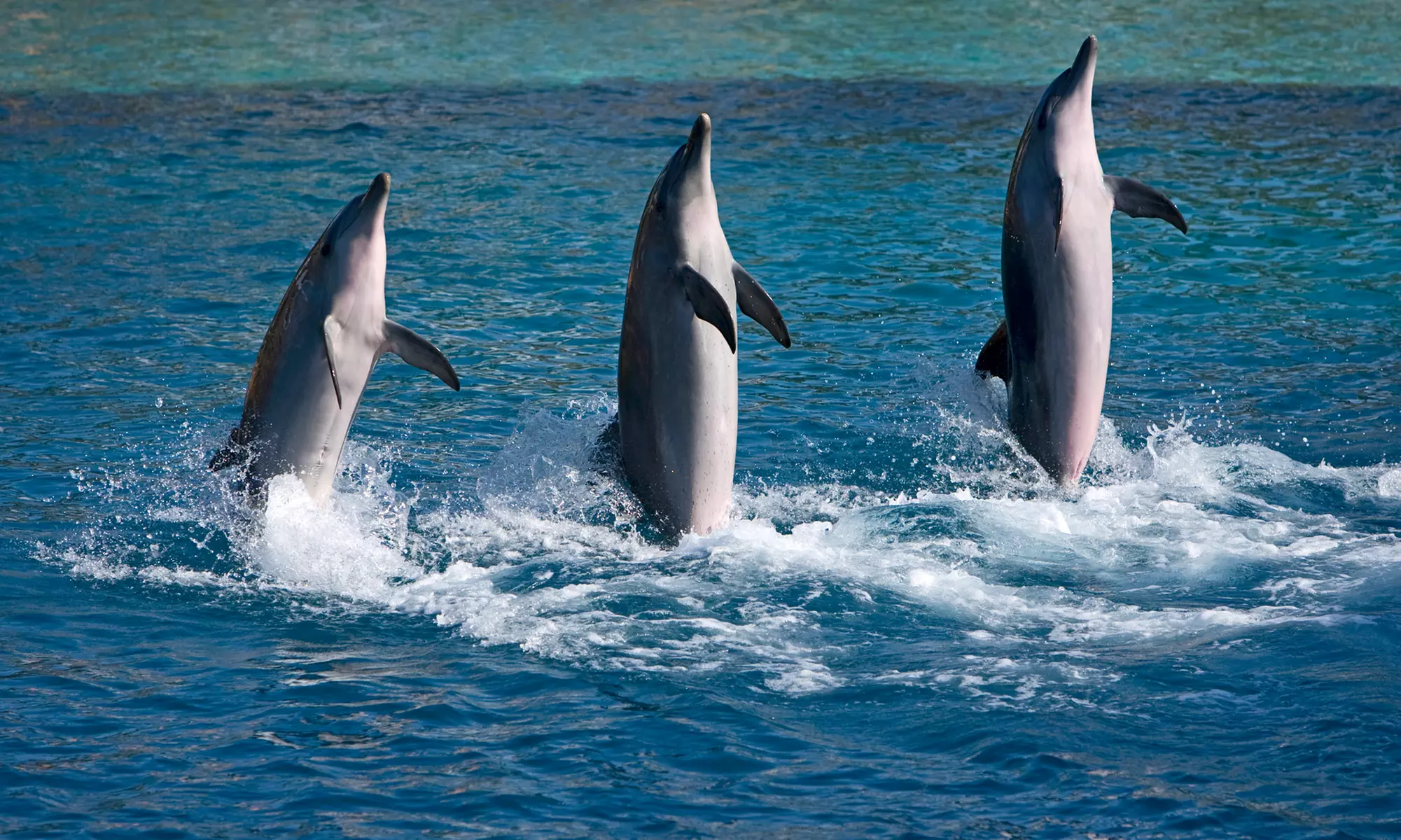 Whale and Dolphin Watching Cruise for One, Two, Four, or Six at Sightseer Whale & Dolphin Trips (Up to 52% Off) - Primary Image