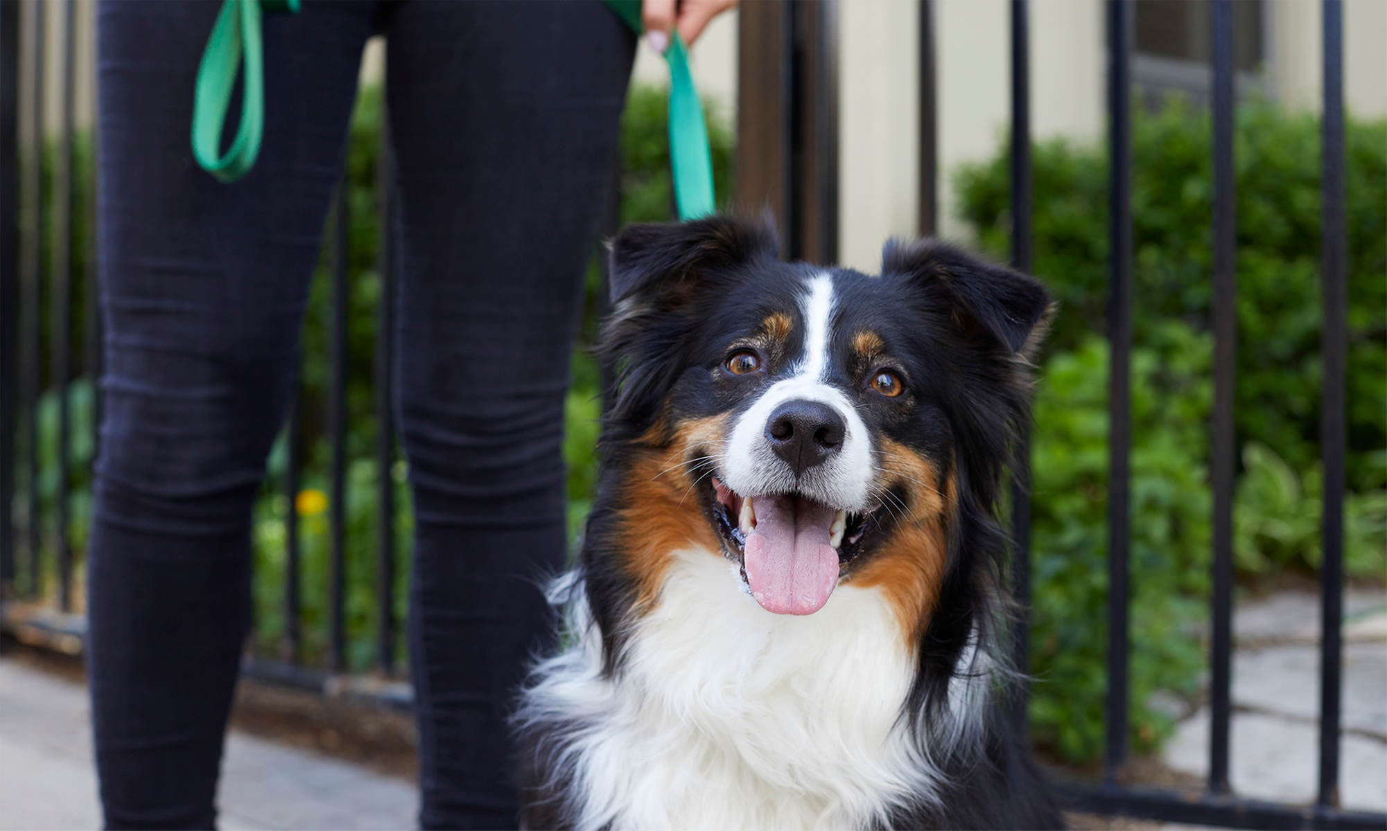 Curso online de Técnico en Peluquería Canina y Felina de 200 horas