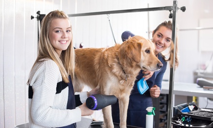 AED 79 For basic Grooming for Small dog