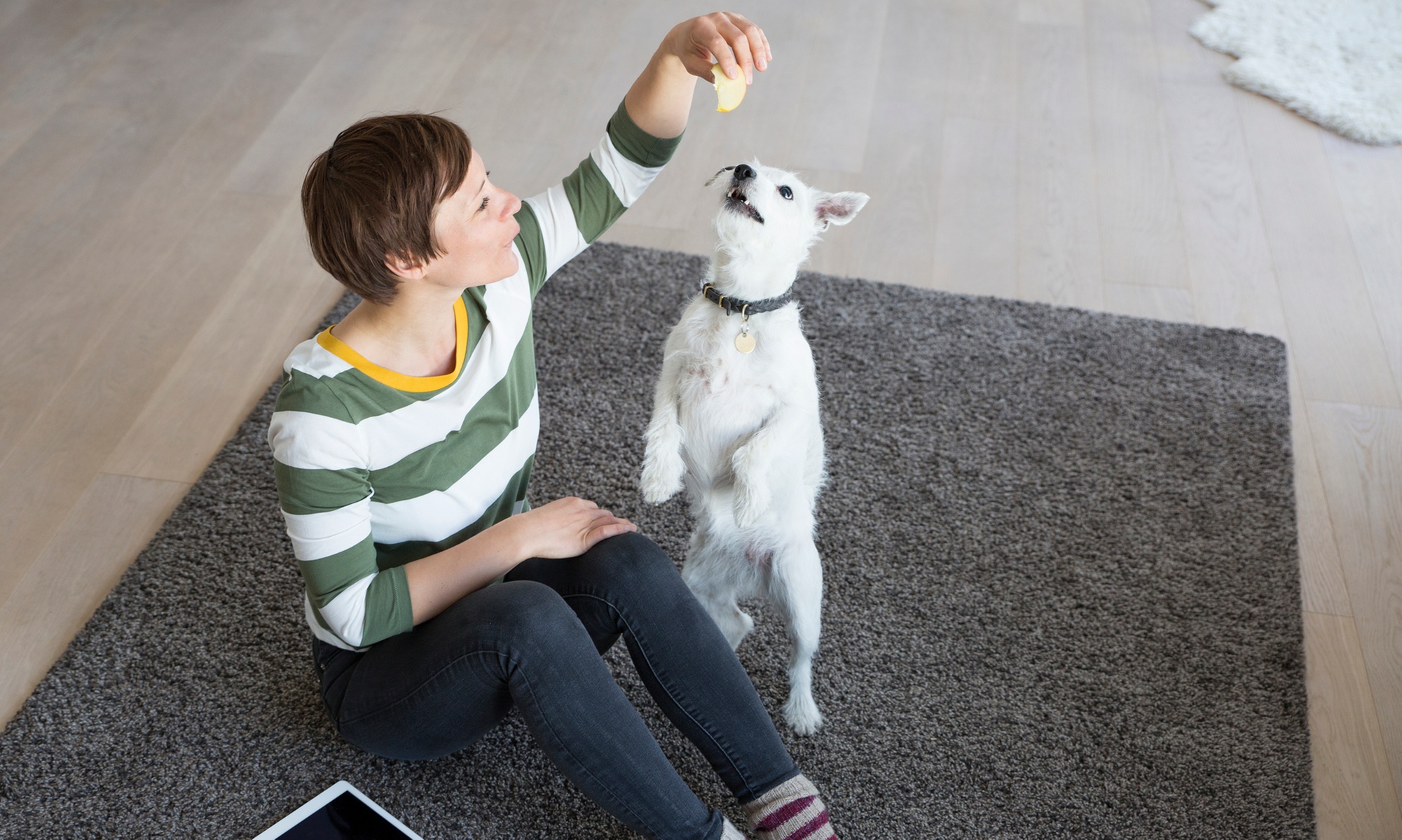 One Night Or Full Day of Dog Boarding for One Dog; New Clients Only