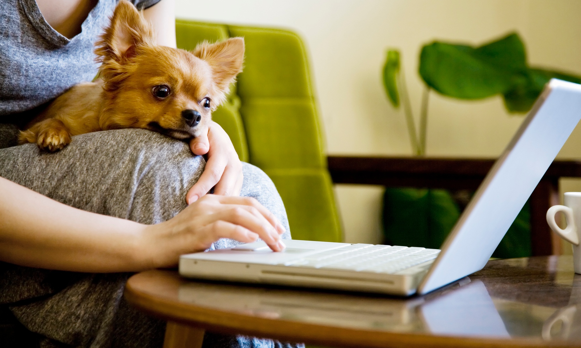 Curso online de "Cuidados higiénicos aplicados a perros" de 40 horas