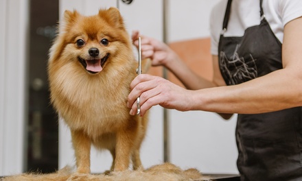 Small dog: basic grooming session