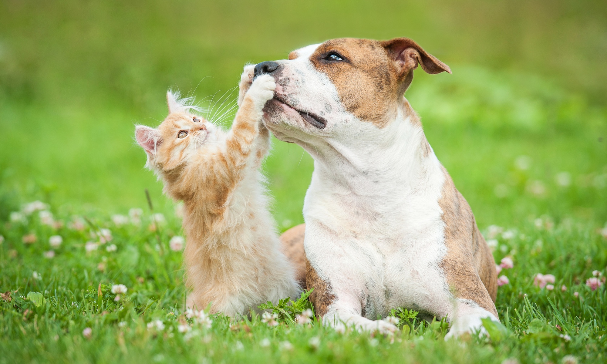 Basic or Full Grooming for Cats or Dogs of Various Sizes