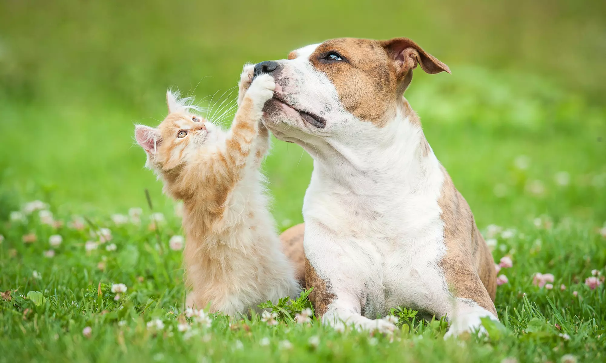 Basic or Full Grooming for Cats or Dogs of Various Sizes