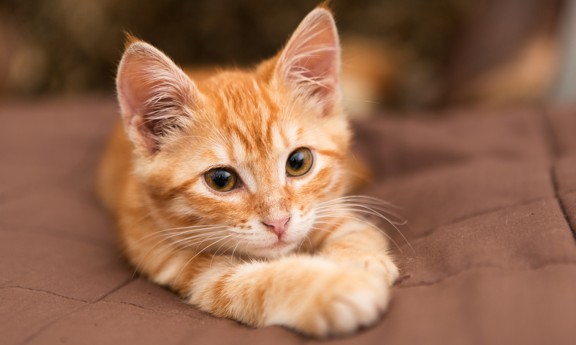 Complete Cat Dental with Bloodwork- Under or Over 3