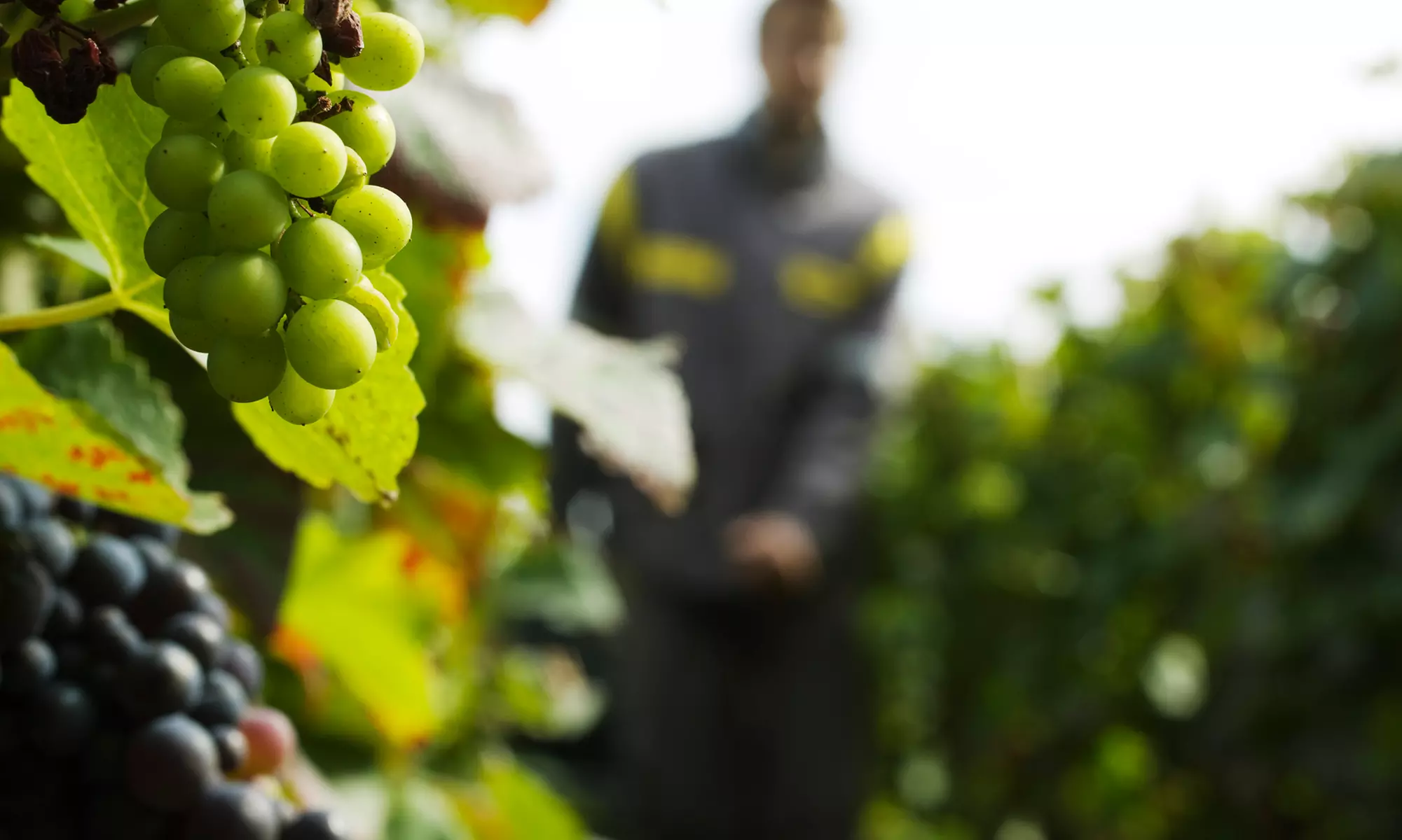 $271 for One Night Stay Among The Vines at Hamilton Pool Vineyards & Farms ($392 Value) - Primary Image