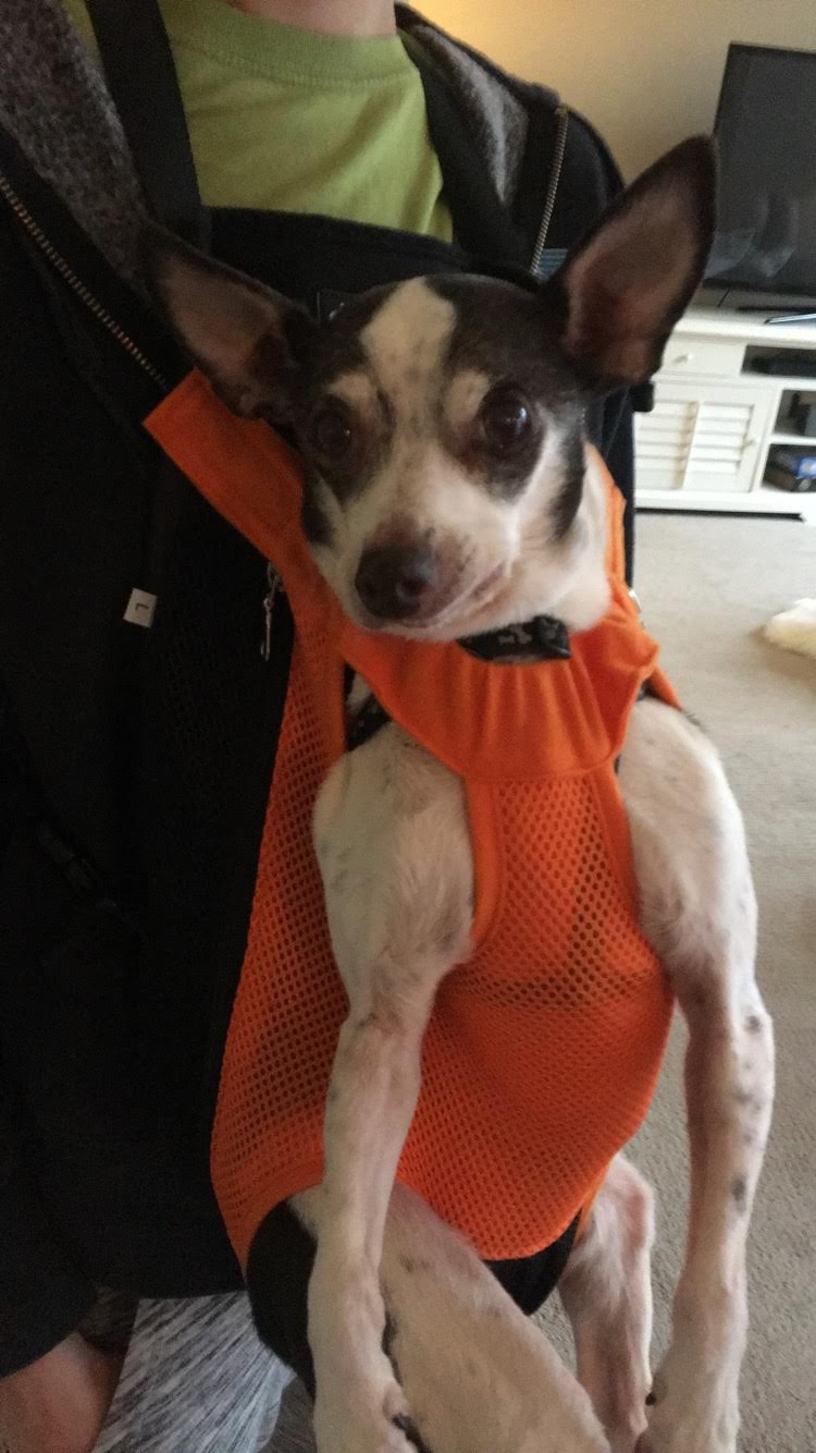 Pip the Pup