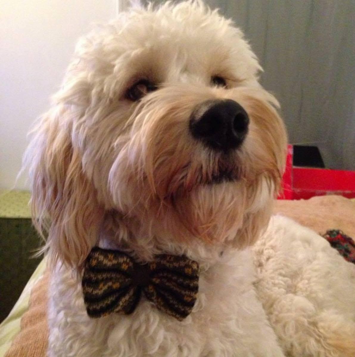 Fozzie
