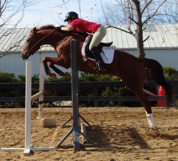 Fawkes the Race Horse