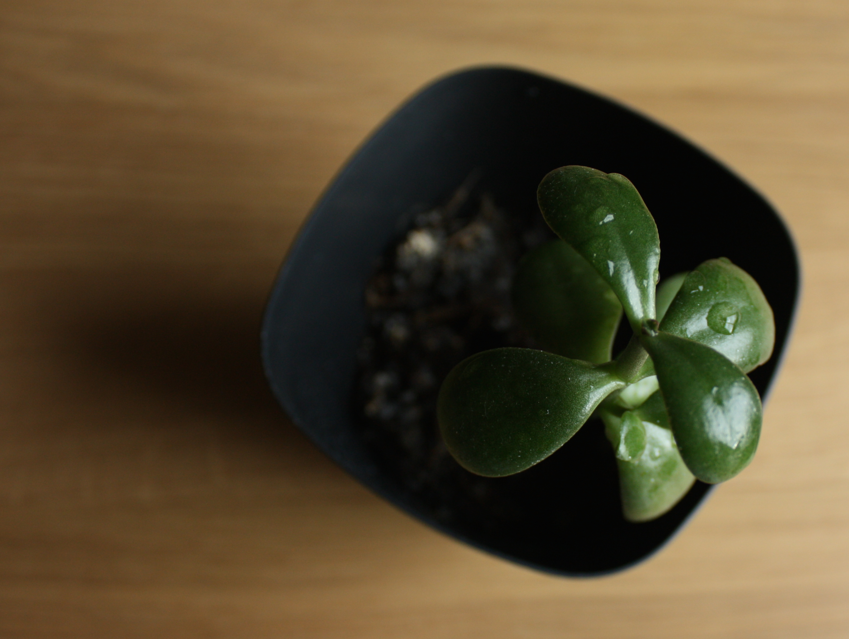 Succulent plant