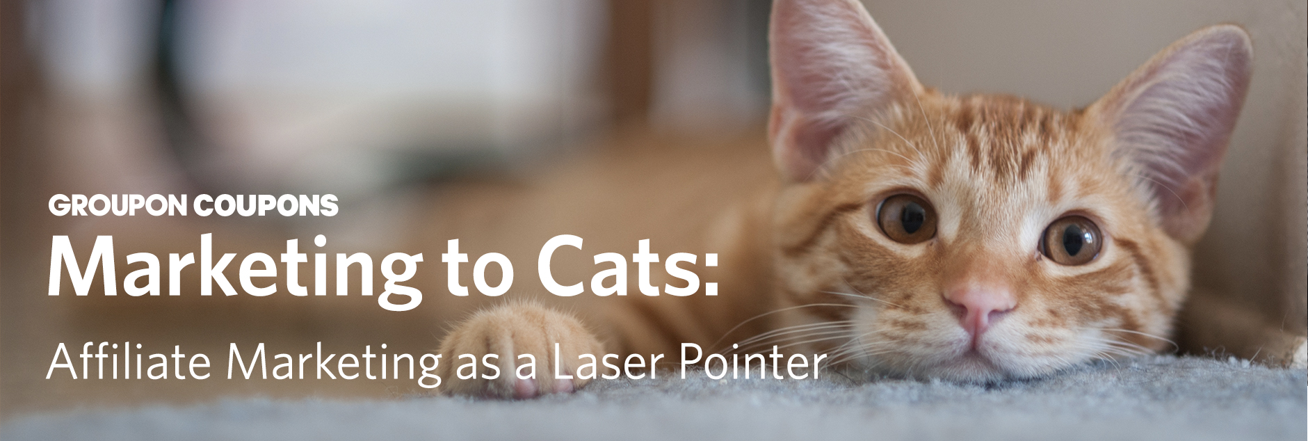 Marketing to Cats: A Cautionary Tale